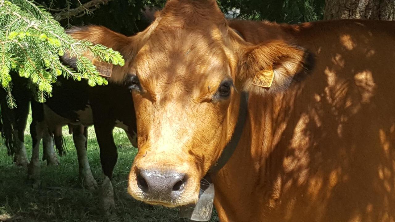 Nid Douillet A La Louvee Lejlighed Combloux Eksteriør billede
